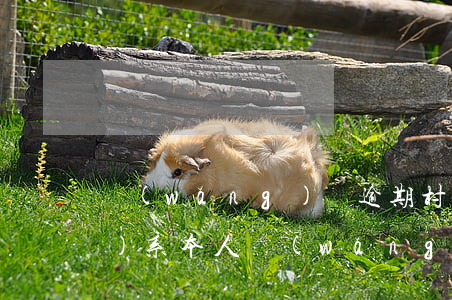 網(wǎng)貸逾期村委會聯(lián)系本人(網(wǎng)貸欠款聯(lián)系村委會了)