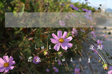 網(wǎng)貸逾期構(gòu)成詐騙罪么(網(wǎng)貸逾期是否構(gòu)成金融詐騙)