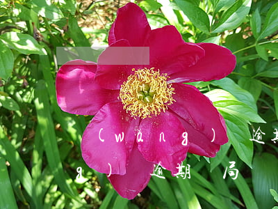 網(wǎng)貸逾期欠債整容(網(wǎng)貸逾期騙局)