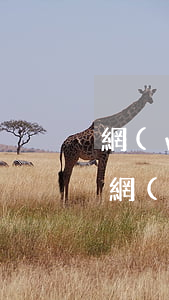 網(wǎng)貸逾期泄露信息怎么處理-網(wǎng)貸泄露信息怎么報(bào)案