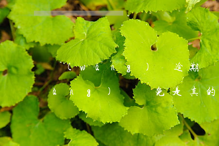 網(wǎng)貸逾期減免是啥意思(網(wǎng)貸減免是真的嗎咨詢i未未i)