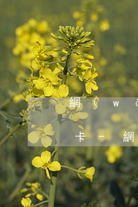 網(wǎng)貸逾期為什么還可以辦信用卡-網(wǎng)貸逾期為什么還可以辦信用卡呢
