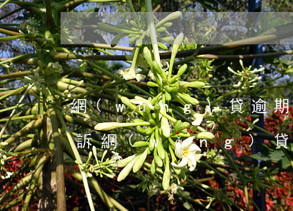 網(wǎng)貸逾期無(wú)力償還投訴(網(wǎng)貸逾期法院判決后無(wú)力償還)