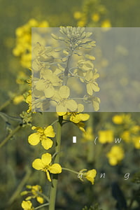 網(wǎng)貸逾期爆通訊錄短號(網(wǎng)貸逾期會不會爆通訊錄)