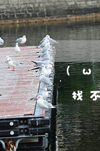 網(wǎng)貸逾期現(xiàn)在想還找不到了怎么辦-網(wǎng)貸逾期了想還錢找不到了咋整