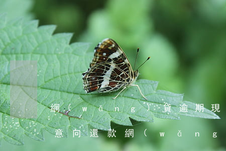 網(wǎng)貸逾期現(xiàn)在有意向還款(網(wǎng)貸逾期了暫時(shí)還不上)