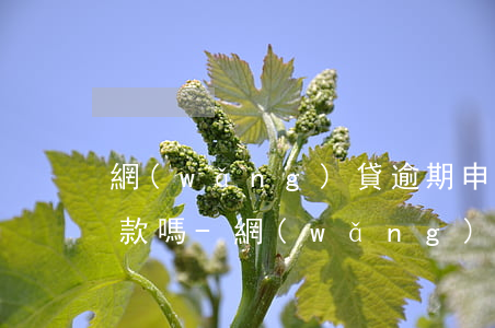 網(wǎng)貸逾期申訴成功后還需要還款嗎-網(wǎng)貸逾期了以后還能貸款嗎