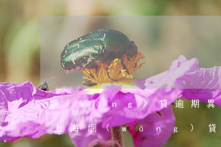 網(wǎng)貸逾期異地上門催收違法嗎上海（網(wǎng)貸逾期異地上門催收違法嗎上海）