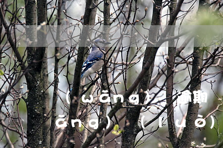 網(wǎng)貸逾期異地法院立案(網(wǎng)絡(luò)貸款逾期會法院立案嗎)