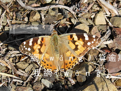 網(wǎng)貸逾期發(fā)信息說抓我(網(wǎng)上貸款逾期說要抓我)