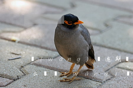 網(wǎng)貸逾期發(fā)告知函怎么辦(網(wǎng)貸起訴告知函)