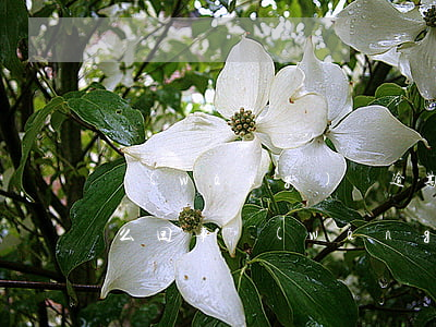 網(wǎng)貸逾期發(fā)律師函怎么回事(網(wǎng)貸逾期給我發(fā)律師函了怎么辦)