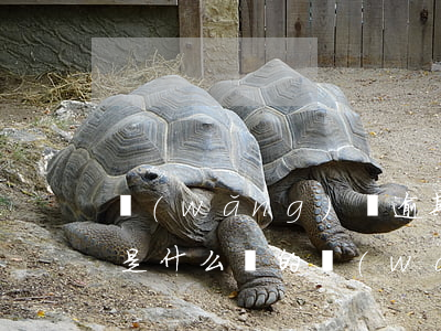 網(wǎng)貸逾期發(fā)的律師函是什么樣的(網(wǎng)貸逾期發(fā)的律師函是什么樣的)