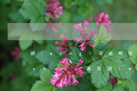 網(wǎng)貸逾期發(fā)短信說(shuō)通告(網(wǎng)貸逾期發(fā)短信說(shuō)起訴了是真的嗎)