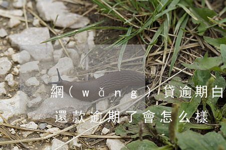 網(wǎng)貸逾期白條怎么用不了(白條還款逾期了會怎么樣?)