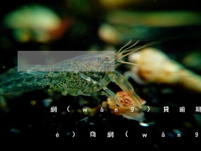 網(wǎng)貸逾期的利息可以協(xié)商(網(wǎng)貸逾期半年了,可以協(xié)商不還罰息嗎)