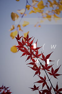 網(wǎng)貸逾期的真實(shí)后果(網(wǎng)貸逾期的真實(shí)后果是什么)