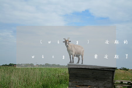 網(wǎng)貸逾期的都在怎么處理(網(wǎng)貸要逾期了怎么辦)