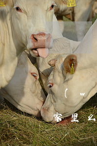 網(wǎng)貸逾期真的會(huì)去家里么(網(wǎng)貸逾期家屬會(huì)怎么樣)