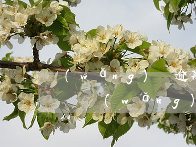 網(wǎng)貸逾期租手機(jī)有影響嗎(網(wǎng)貸逾期會(huì)影響貸款買(mǎi)房嗎)