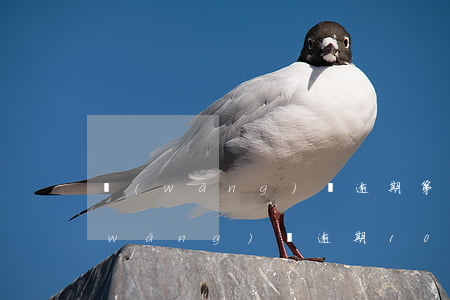 網(wǎng)貸逾期第91天怎么辦(網(wǎng)貸逾期10天)