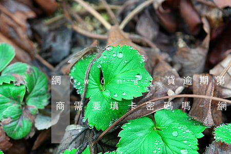 網(wǎng)貸逾期第三方協(xié)商需要填卡密碼嗎-網(wǎng)貸逾期第三方協(xié)商需要填卡密碼嗎安全嗎