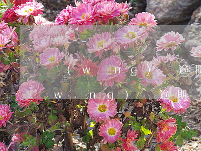 網(wǎng)貸逾期算是有案底的嗎(網(wǎng)貸逾期結(jié)案有什么后果)