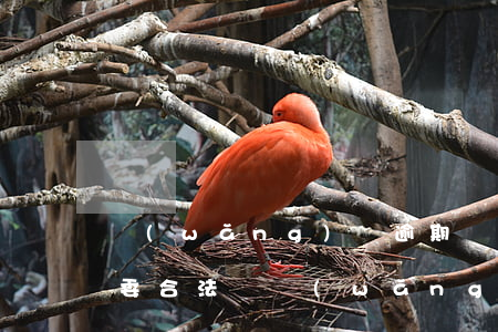 網(wǎng)貸逾期聯(lián)系村委合法嗎（網(wǎng)貸逾期會(huì)不會(huì)聯(lián)系村委會(huì)和單位）