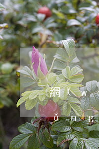 網(wǎng)貸逾期能不能去廣州(網(wǎng)貸沒有逾期可以去銀行貸款嗎)
