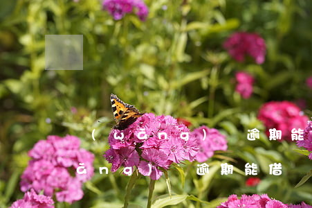 網(wǎng)貸逾期能借錢的軟件(網(wǎng)貸逾期能借錢的軟件)