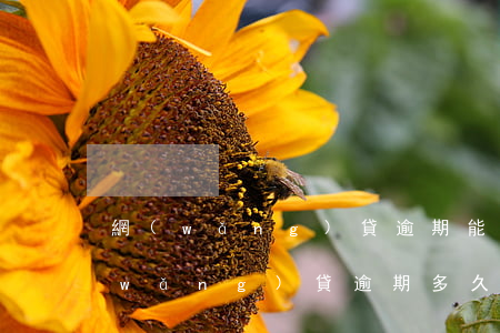 網(wǎng)貸逾期能和平臺商量嗎(網(wǎng)貸逾期多久可以協(xié)商還款)