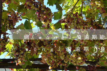 網(wǎng)貸逾期能更換身份證嗎(網(wǎng)貸逾期了身份證到期可以去換嗎)
