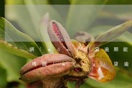 網(wǎng)貸逾期能群發(fā)短信嗎(網(wǎng)貸逾期銀行會發(fā)短信嗎)