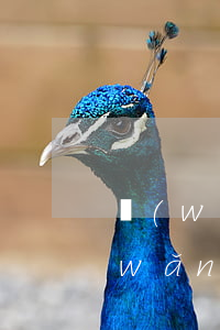 網(wǎng)貸逾期能辦理暫住證嗎(網(wǎng)貸逾期會(huì)拘留嗎)