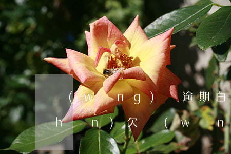 網(wǎng)貸逾期自己名下無資產(chǎn)(欠網(wǎng)貸無力償還名下沒資產(chǎn))