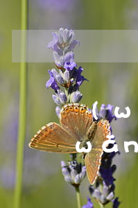 網(wǎng)貸逾期被仲裁受理通知(網(wǎng)貸逾期被仲裁受理通知)