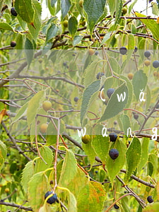 網(wǎng)貸逾期被取消分期資格(網(wǎng)貸逾期被取消分期資格)