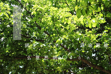 網(wǎng)貸逾期被執(zhí)行什么意思(網(wǎng)貸逾期會(huì)執(zhí)行房子嗎)