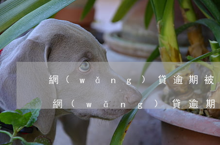 網(wǎng)貸逾期被暴力催收是否違法（網(wǎng)貸逾期被暴力催收是否違法）