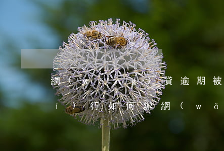 網(wǎng)貸逾期被法院強制執(zhí)行如何辦(網(wǎng)貸逾期被強制執(zhí)行是什么意思)