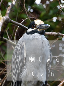 網(wǎng)貸逾期被起訴屬于什么性質(zhì)(網(wǎng)貸逾期起訴屬于民事還是刑事案件)