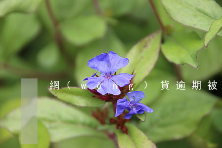 網(wǎng)貸逾期被起訴幾率大不大