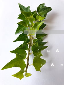 網(wǎng)貸逾期被起訴缺席怎么辦(網(wǎng)貸逾期不還被起訴)