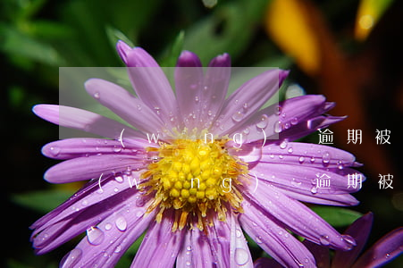 網(wǎng)貸逾期被起訴要本人到場(網(wǎng)貸逾期被起訴要本人去嗎)