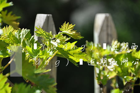 網(wǎng)貸逾期西湖公安介入(網(wǎng)貸逾期西湖公安介入)