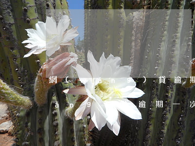網(wǎng)貸逾期要一次性還清(網(wǎng)貸逾期一次多久消除)