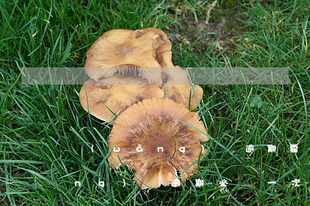 網(wǎng)貸逾期要一次還清(網(wǎng)貸逾期必須一次還款嗎)