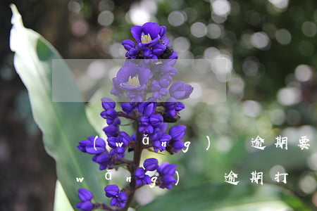 網(wǎng)貸逾期要我說工作地址(網(wǎng)貸逾期打電話)