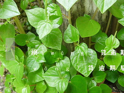 網(wǎng)貸逾期親戚騷擾怎么辦(網(wǎng)貸逾期騷擾電話可以報警嗎)