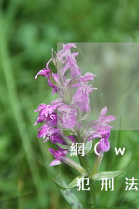 網(wǎng)貸逾期說(shuō)我觸犯刑法了